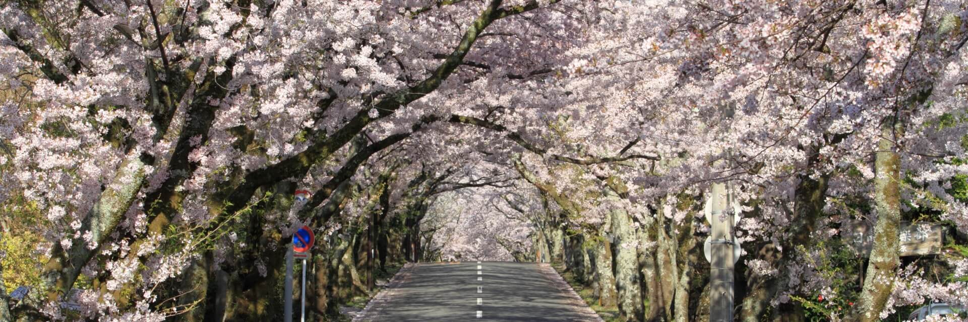 Cherry-Blossoms-in-Izu-2