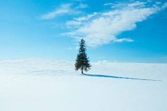 Christmas-Tree