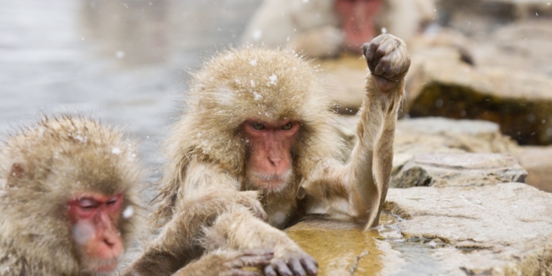 Jigokudani-Snow-Monkey