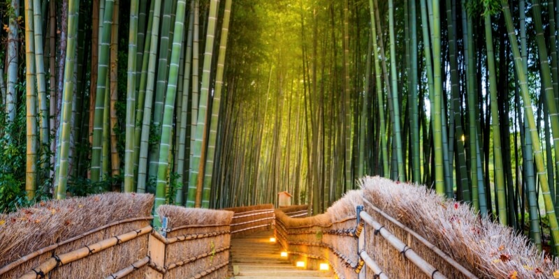 Arashiyama-Bamboo-Grove