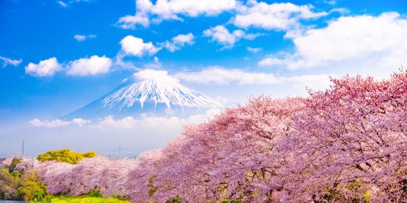 Mount-Fuji-with-Cherry-Blossom