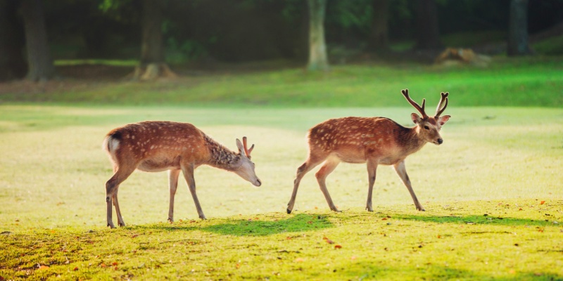 deers-at-Nara-park