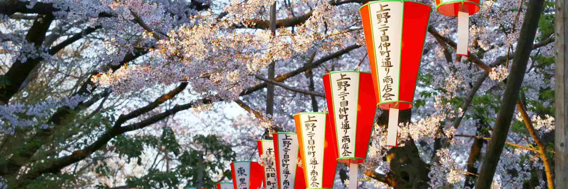 Cherry-blossom-festival-with-lanterns-at-Ueno-Park-Tokyo
