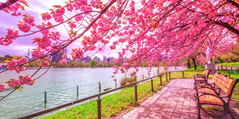 Cherry-Blossoms-during-Hanami-along-Shinobazu-Pond-in-Ueno-Park