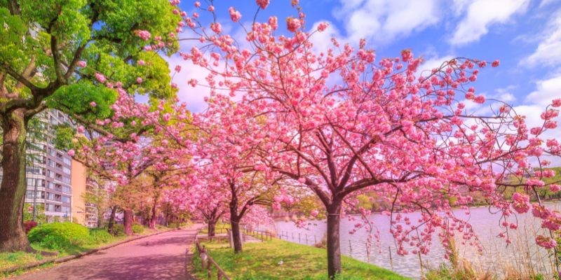 Cherry-blossoms-in-Ueno-Park