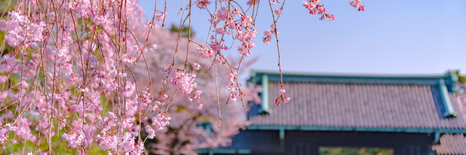 Cherry blossom in Tokyo Imperial Palace