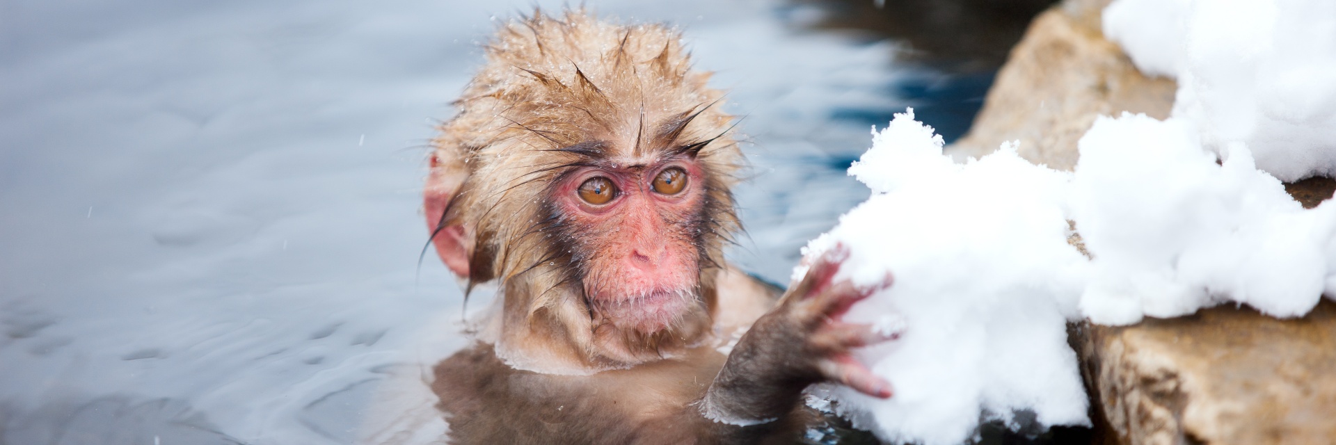 Snow Monkey 2