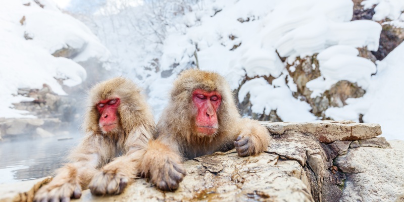 Snow Monkey 3