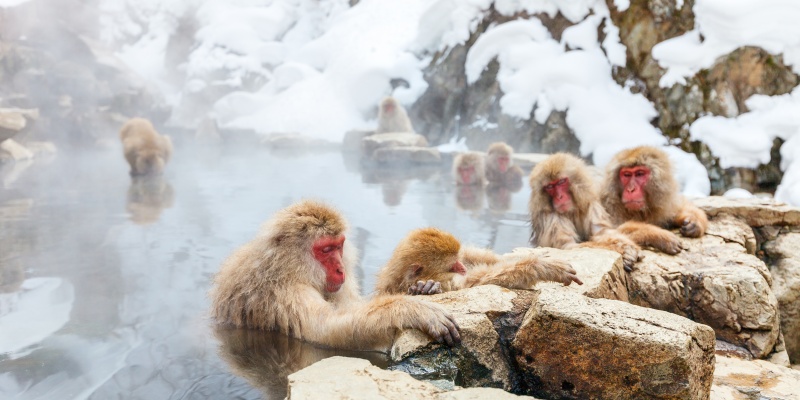 Snow Monkey